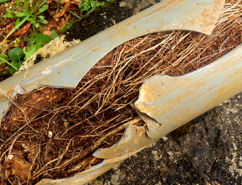 How to Prevent Tree Roots in Sewer Lines in Milwaukee, WI